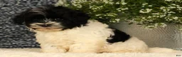 Havapoo dogs for sale: Spencer - Ad 8