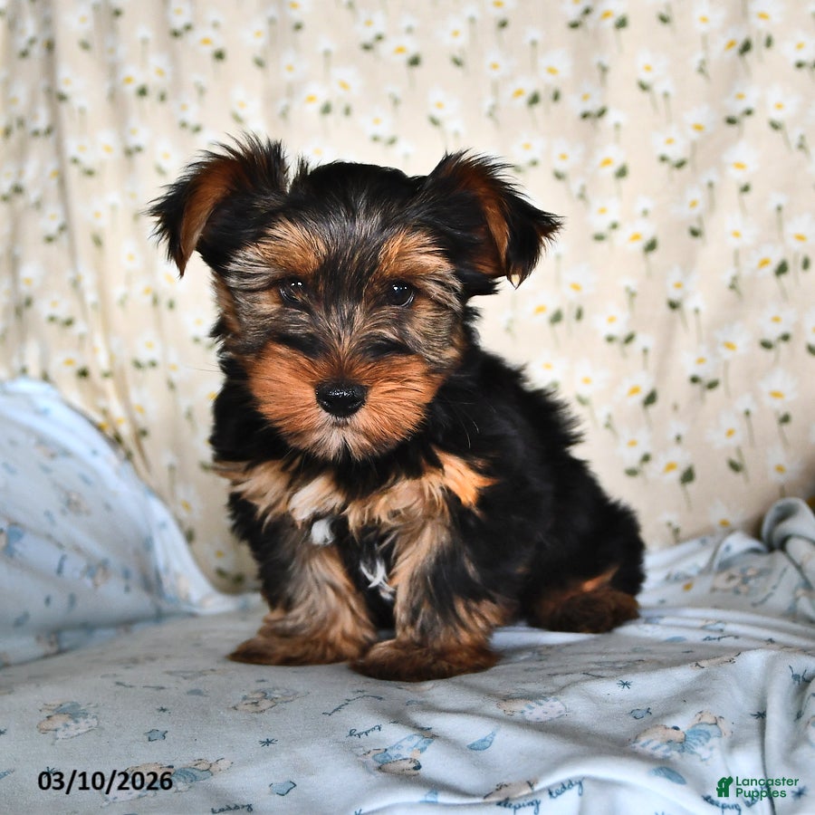 Yorkshire Terrier dogs Quinn - Ad 1