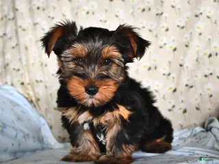 Yorkshire Terrier dogs for sale: Quinn - Ad 1