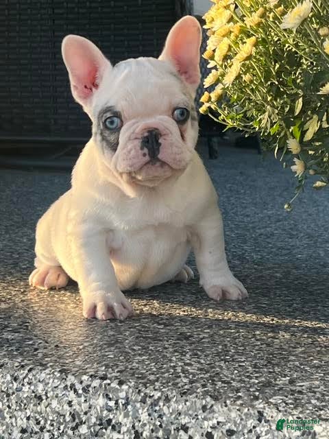 French Bulldog dogs Timmy French Bulldog  - Ad 1