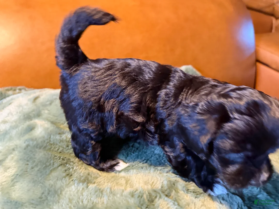 Maltipoo dogs for sale: Maltipoo 6 - Ad 2