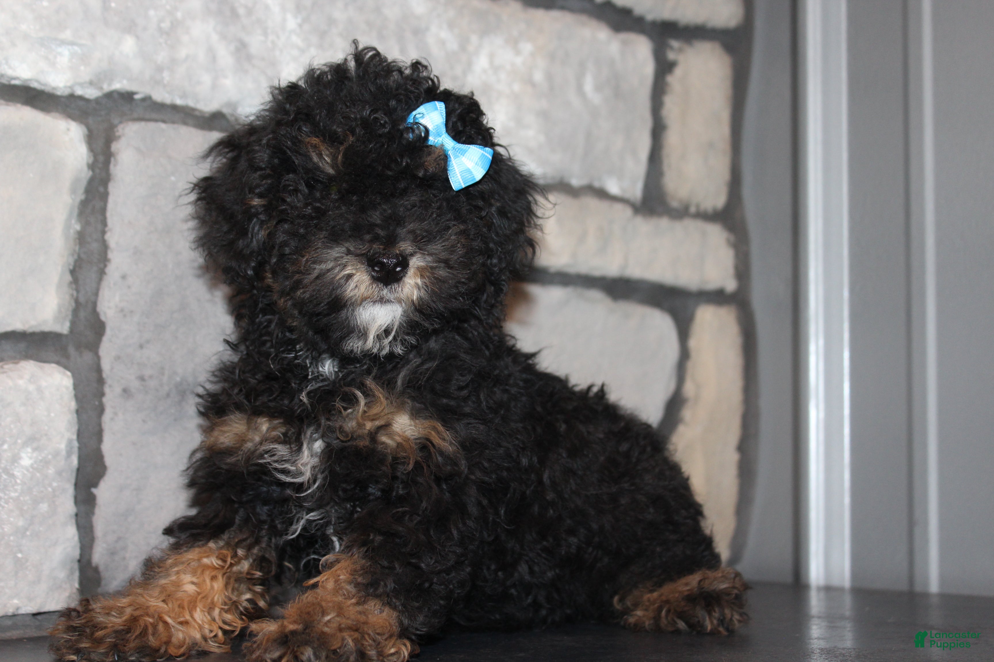 Miniature Poodle dogs AKC Ojji - Ad 2