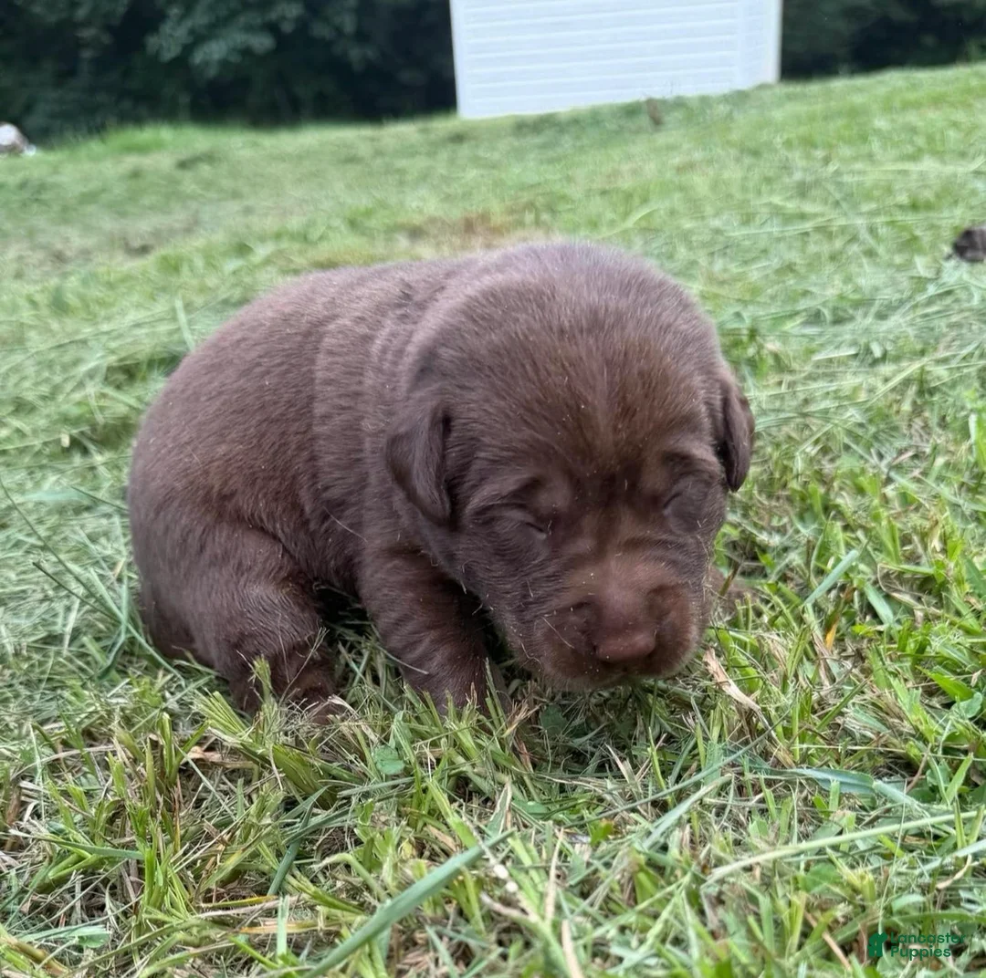 Labrador Retriever dogs for sale: Serena  - Ad 2