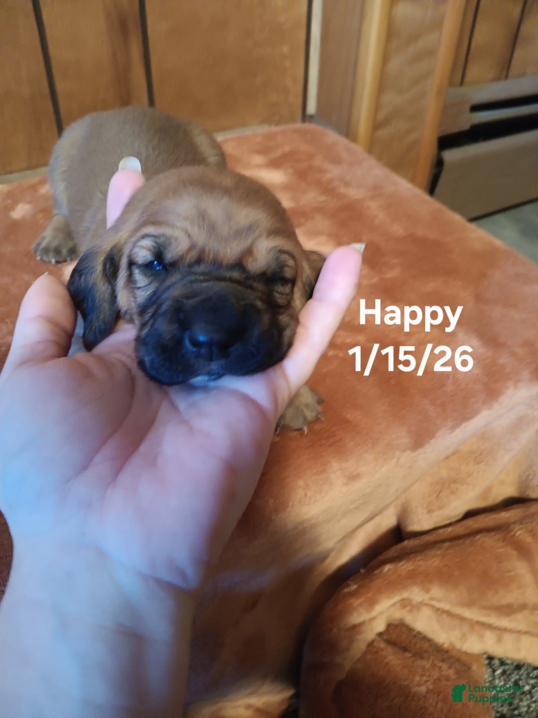 Basset Hound dogs for sale: Happy - Ad 3