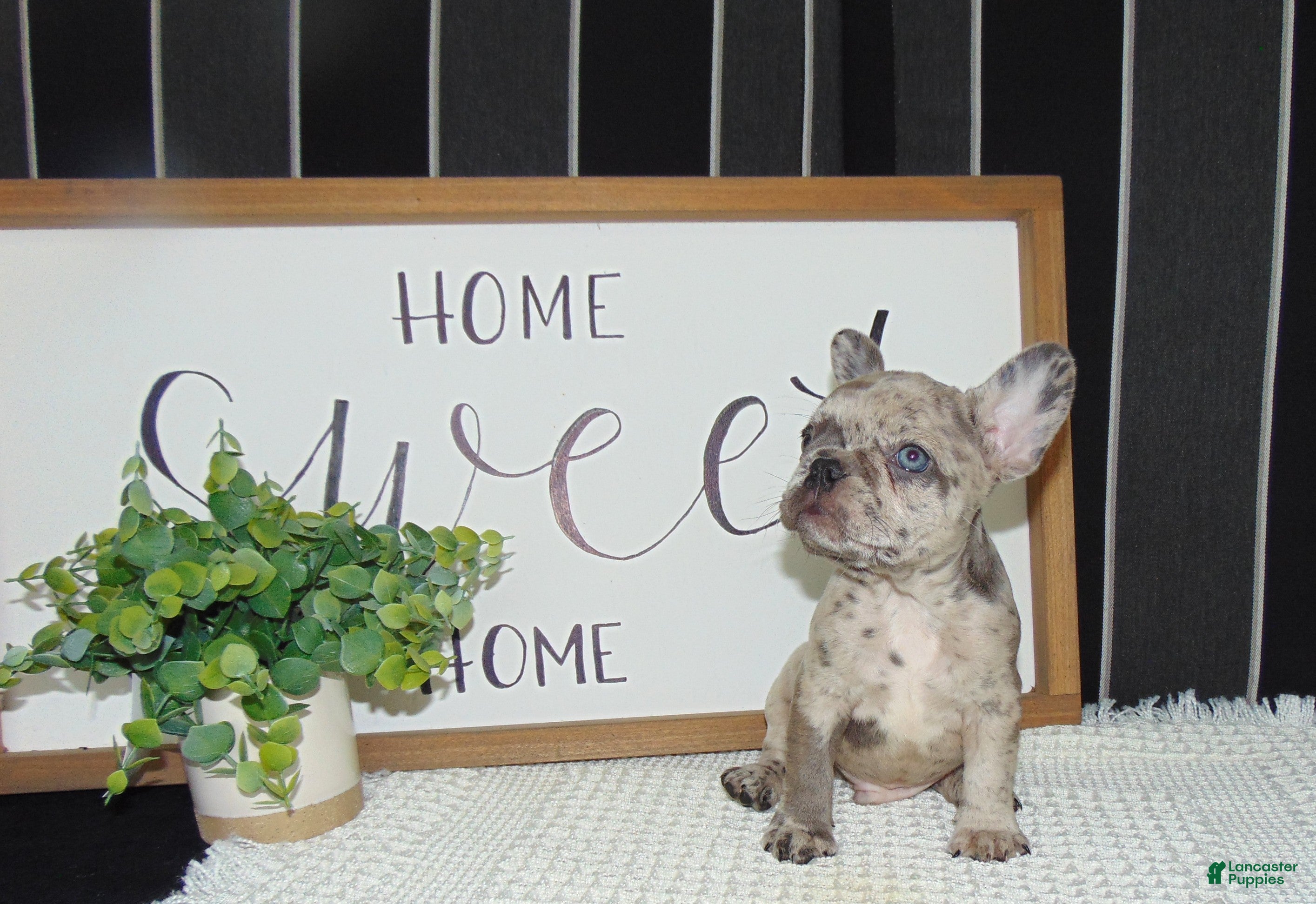 French Bulldog dogs Tyler - Ad 1
