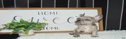 French Bulldog dogs for sale: Tyler - Ad 8