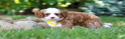 Cavapoo dogs for sale: Oliver - Ad 6