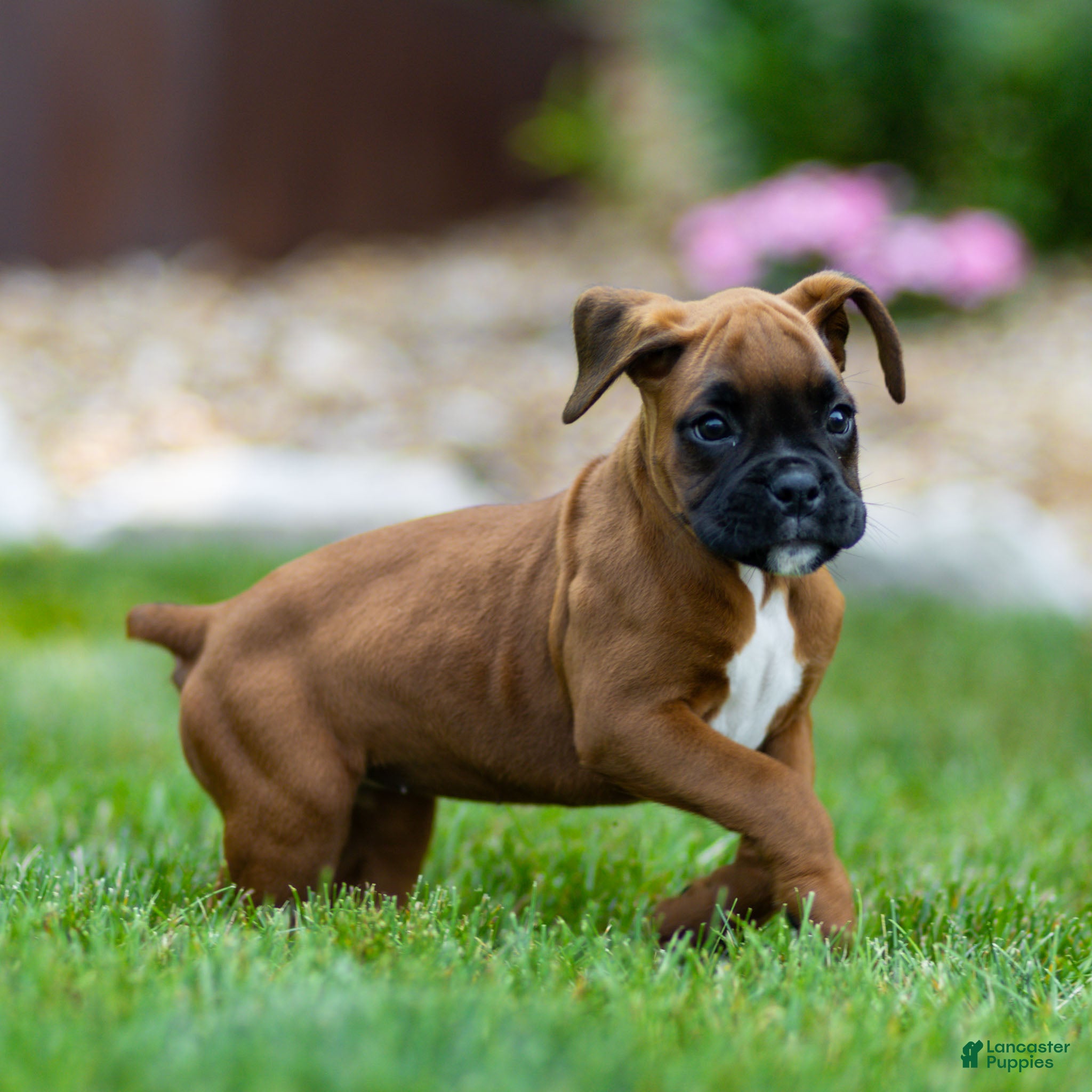 Boxer dogs Neva Boxer  - Ad 2