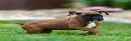 Boxer dogs for sale: Neva Boxer  - Ad 12