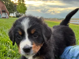 Bernese Mountain Dog dogs for sale: Hope - Ad 2