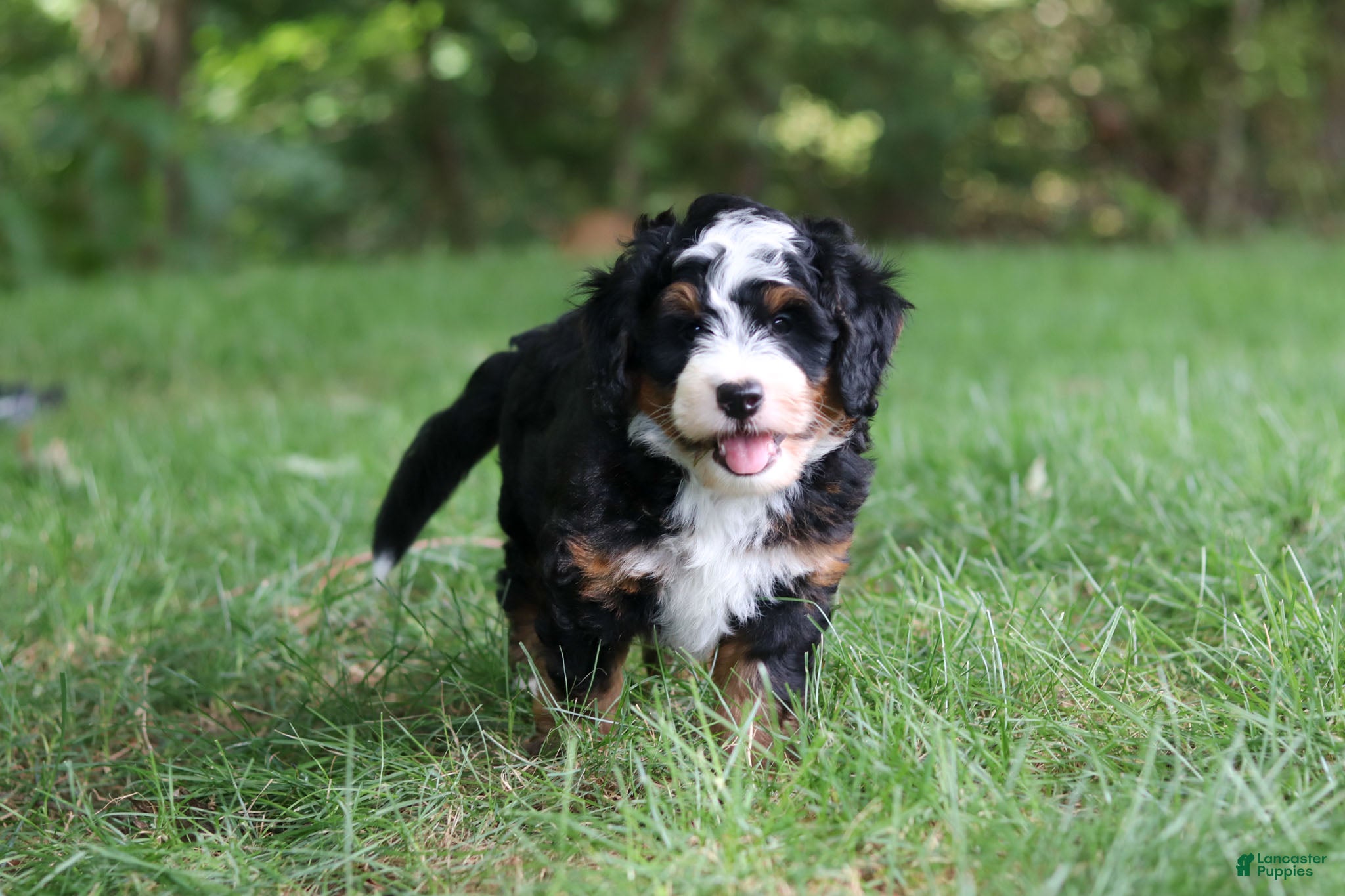Mini Bernedoodle dogs Charlie - Ad 2