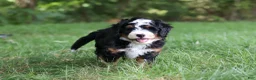 Mini Bernedoodle dogs for sale: Charlie - Ad 2