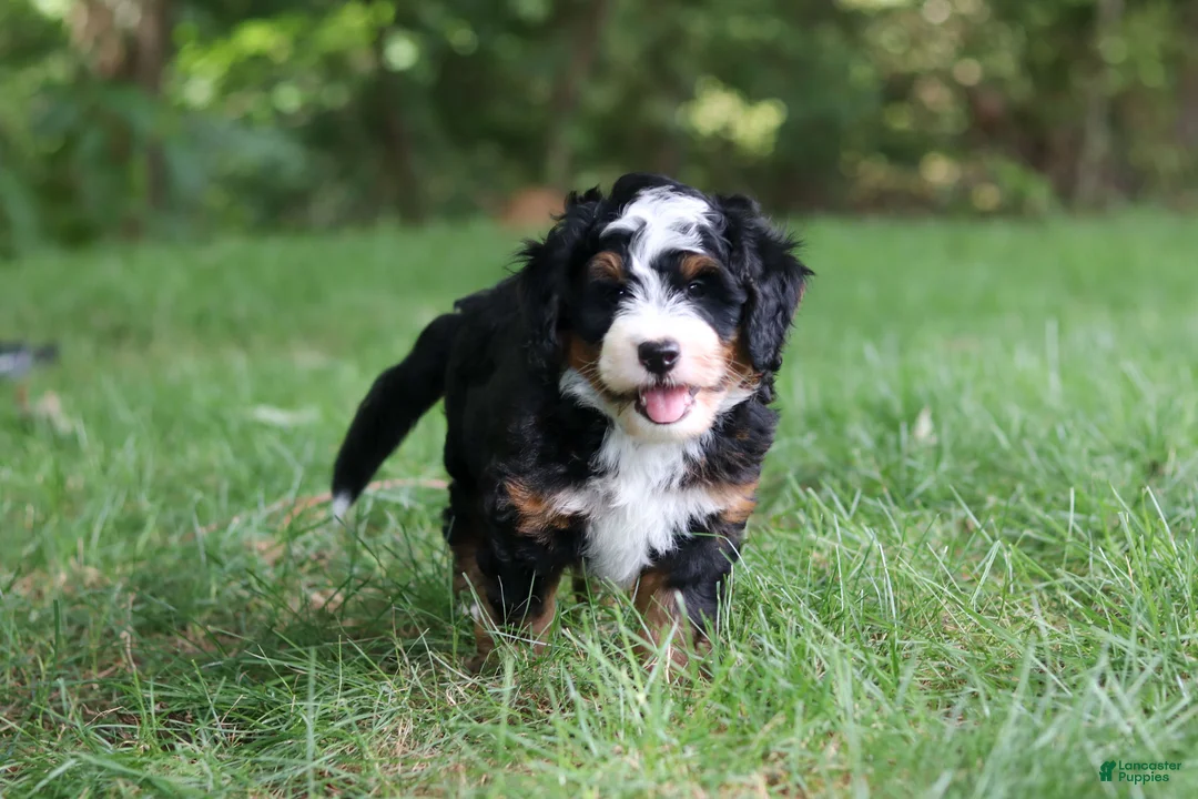 Mini Bernedoodle dogs for sale: Charlie - Ad 2