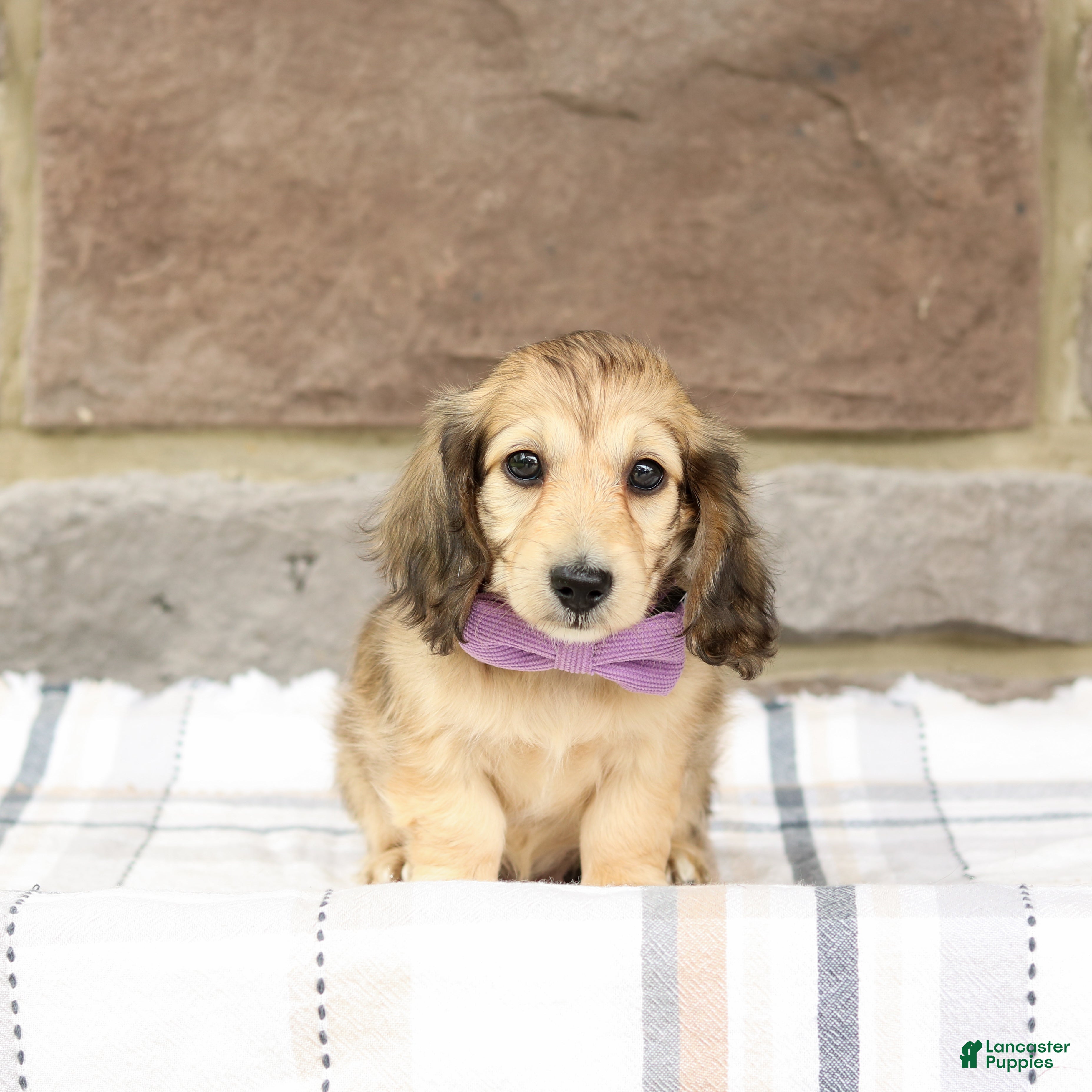 Miniature Dachshund dogs Paisley - Ad 1
