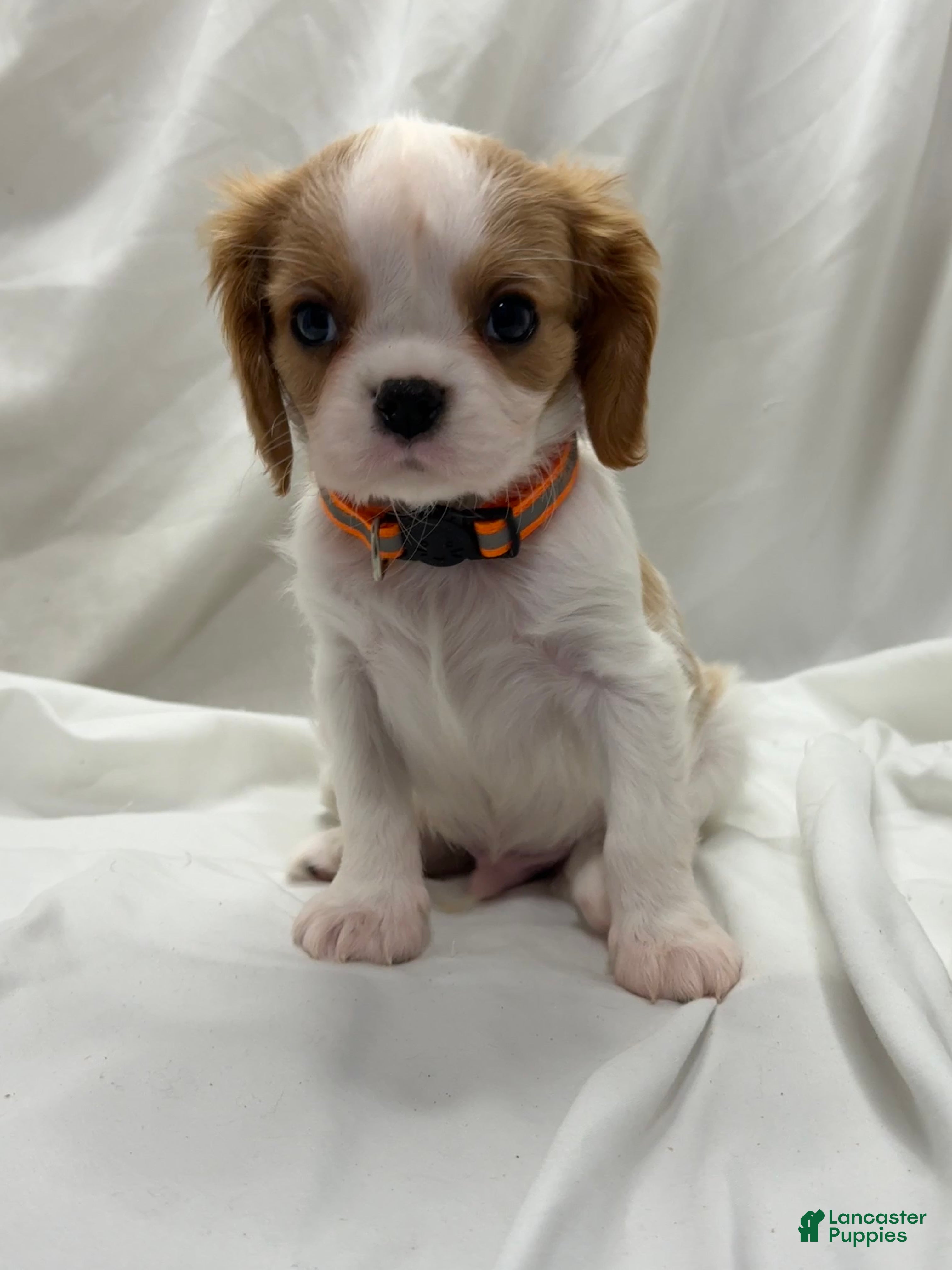 Cavalier King Charles Spaniel dogs Johnny - Ad 23