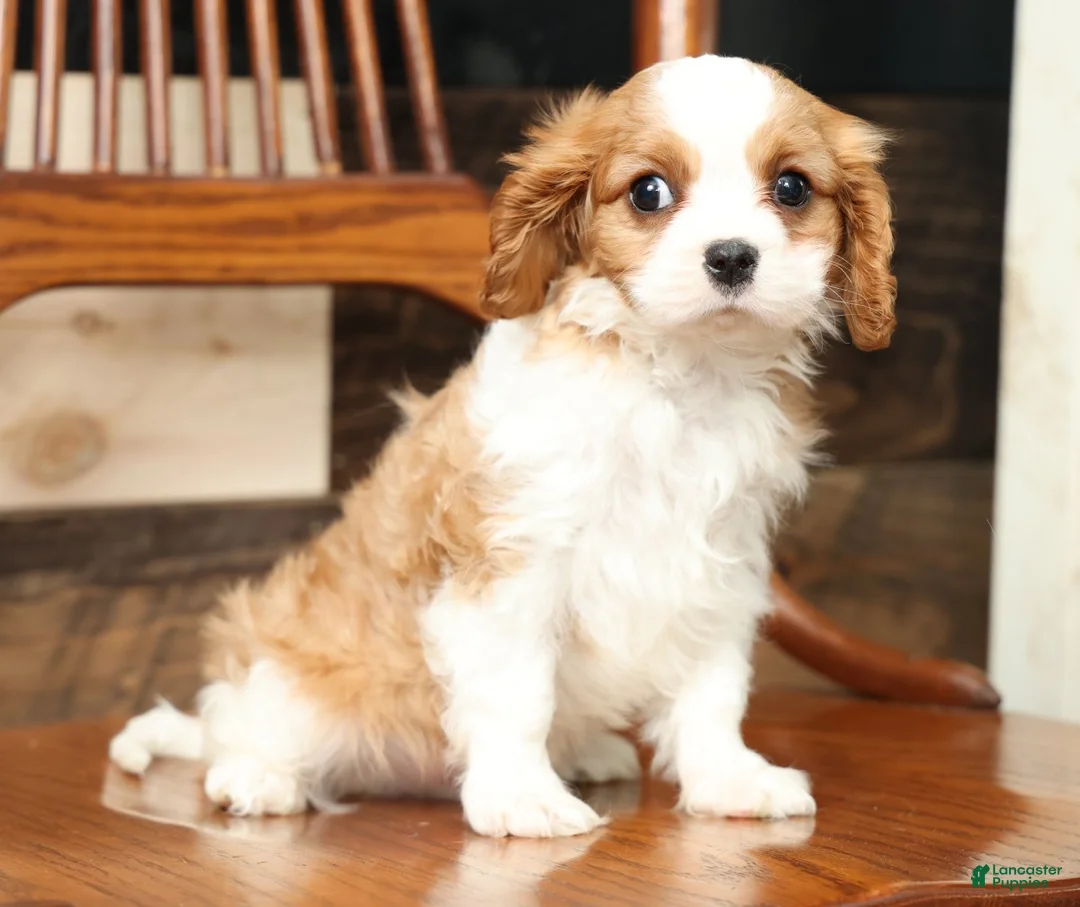 Cavalier King Charles Spaniel dogs for sale: Benji - Ad 7