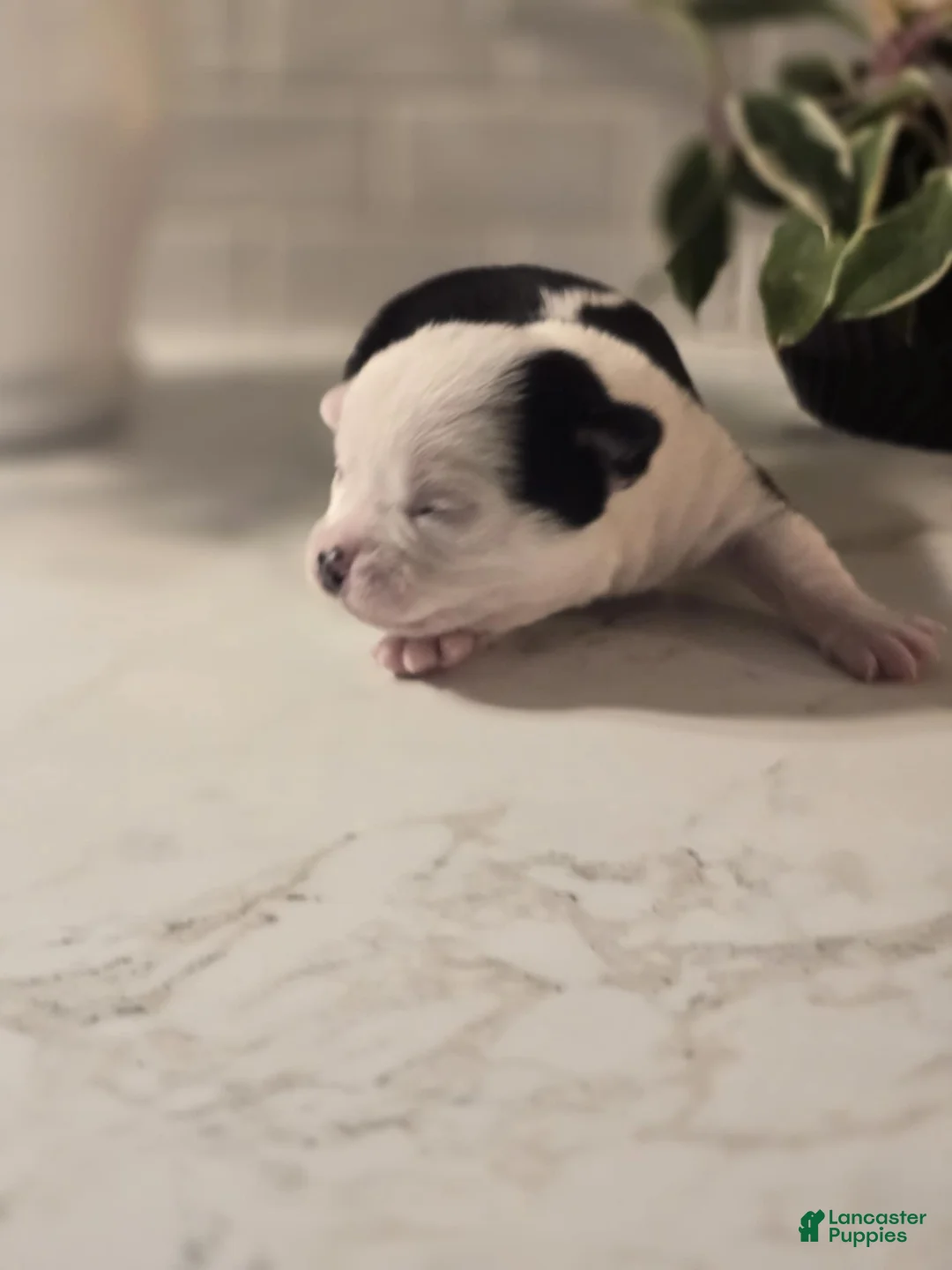 Chihuahua dogs for sale: landon - Ad 4