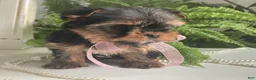 Yorkshire Terrier dogs for sale: Cali - Ad 11