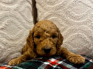 Irish Doodle dogs - Ad 13