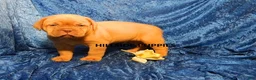 Dogue De Bordeaux dogs for sale: Dogue De Bordeaux 4 - Ad 3