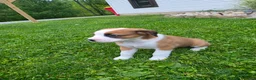 Mixed Breed dogs for sale: Lexi - Ad 5