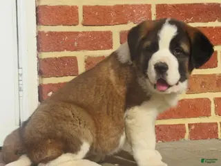 Saint Bernard dogs for sale: Deena - Ad 2