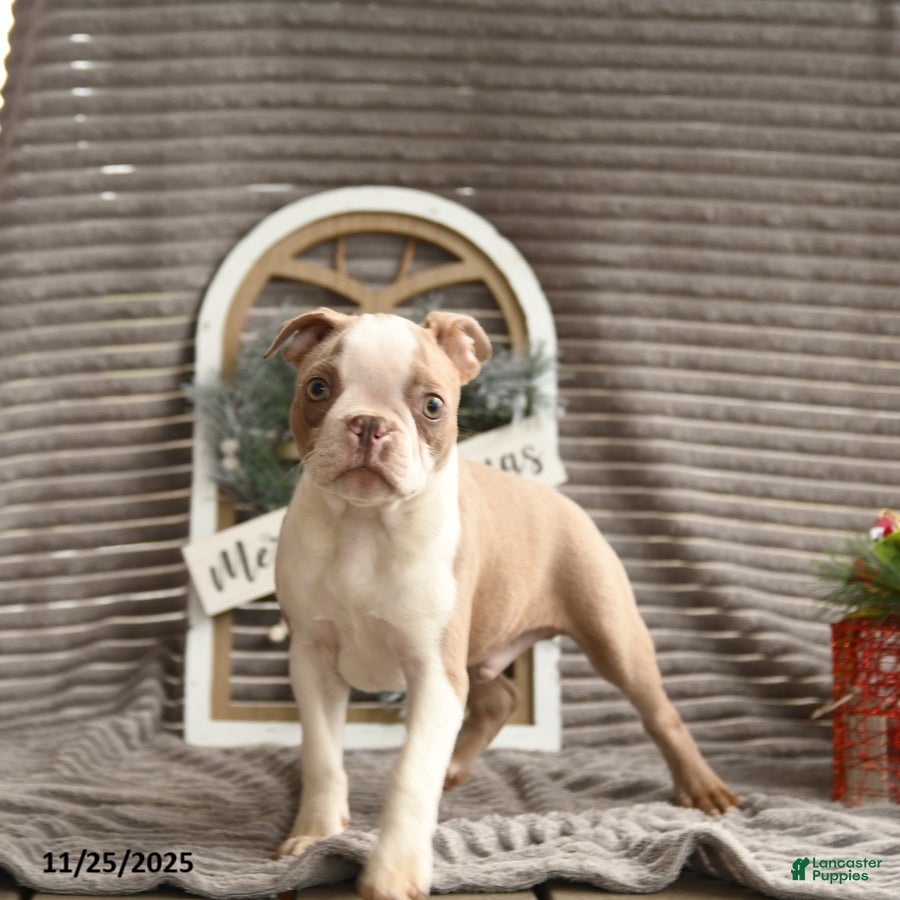 Boston Terrier dogs Kase - Ad 18