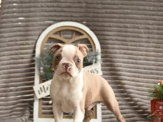 Boston Terrier dogs Kase - Ad 8