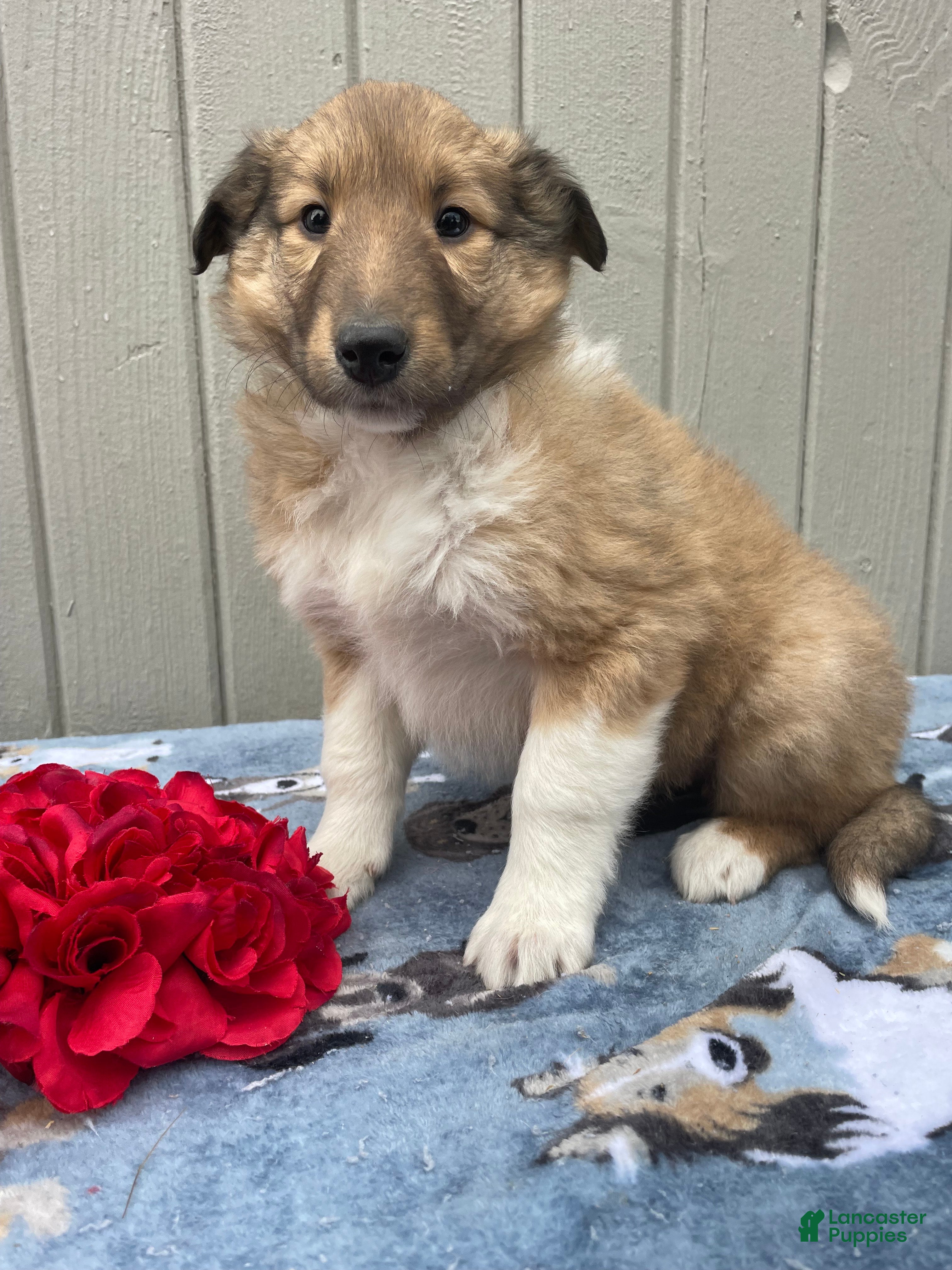 Collie dogs Cora - Ad 15