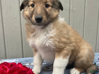 Collie dogs Cora - Ad 15