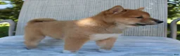 Shiba Inu dogs for sale: Luna - Ad 13