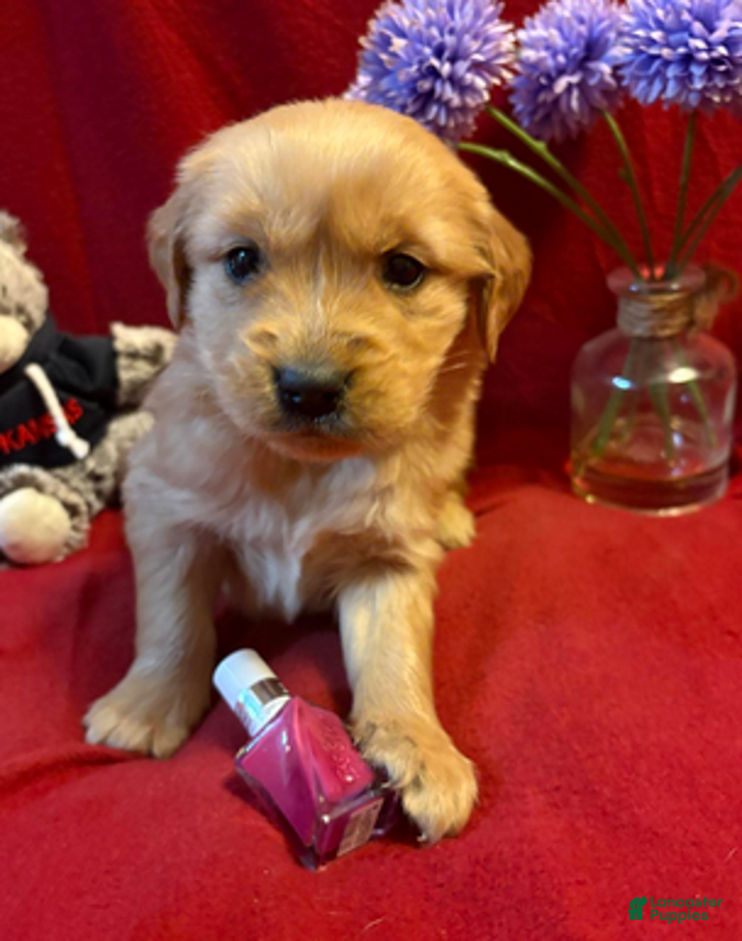 Golden Retriever dogs for sale: Trixie - Ad 2