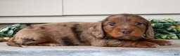 Miniature Dachshund dogs for sale: Lyla - Ad 1