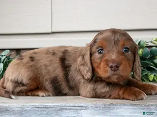 Miniature Dachshund dogs for sale: Lyla - Ad 2