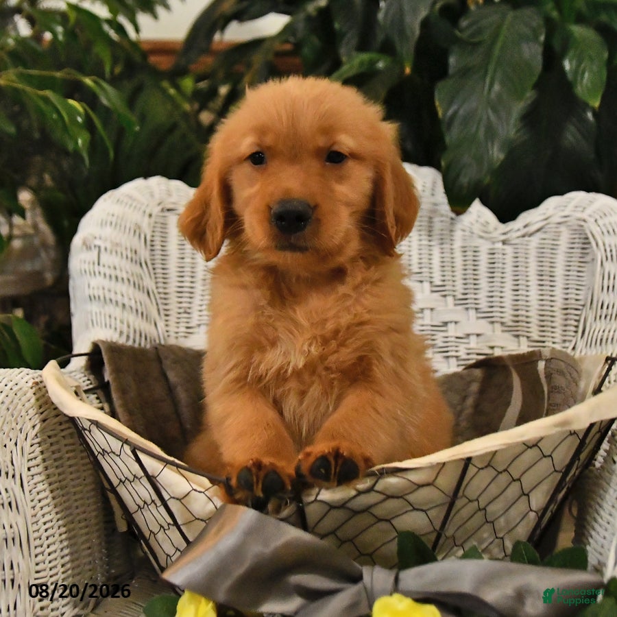 Golden Retriever dogs Bouncer - Ad 2