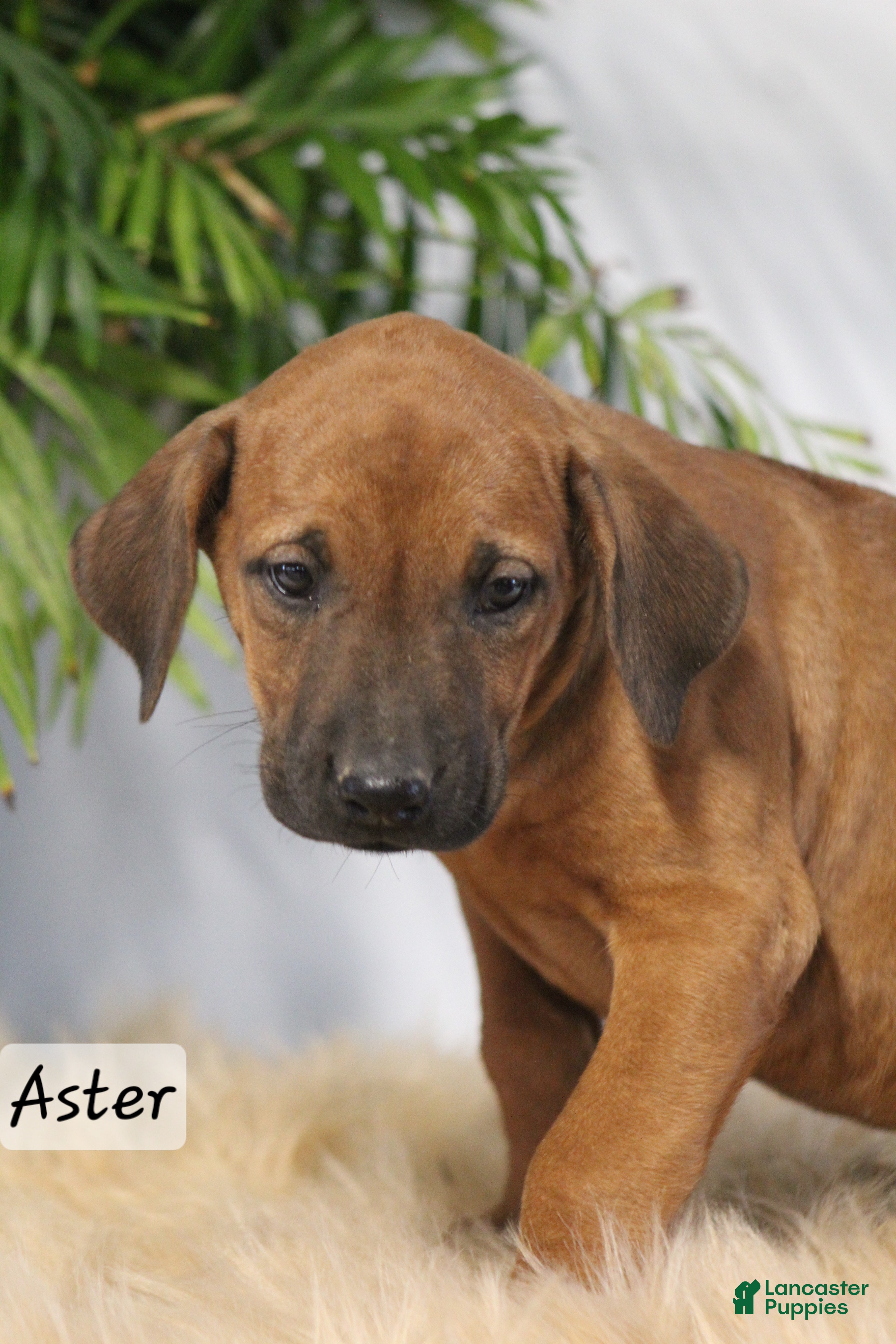 Rhodesian Ridgeback dogs Rhodesian Ridgeback Puppy 6 - Ad 12