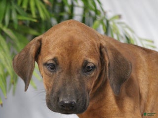 Rhodesian Ridgeback dogs Rhodesian Ridgeback Puppy 6 - Ad 12