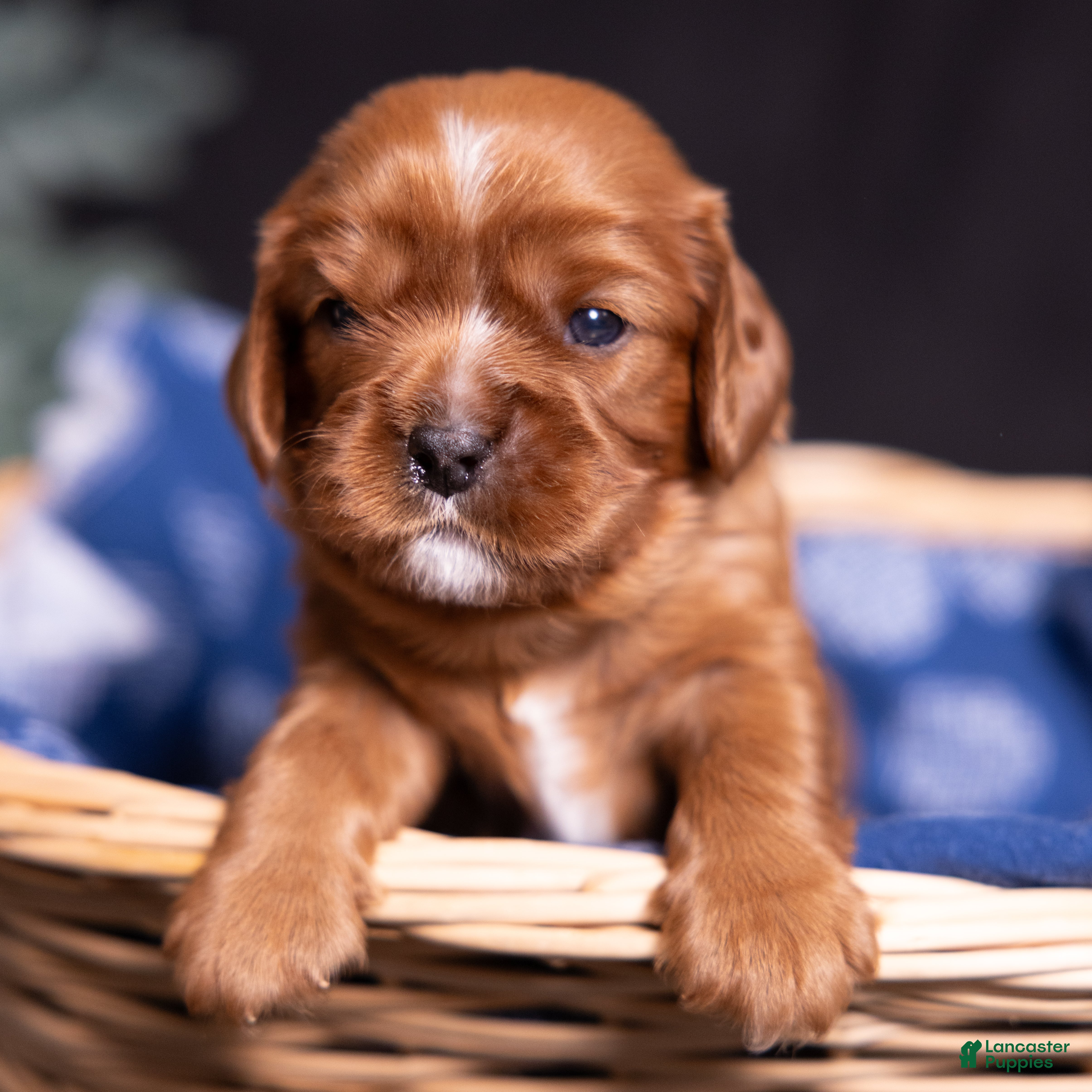 Cavalier King Charles Spaniel dogs Tyson - Ad 1