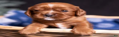 Tyson