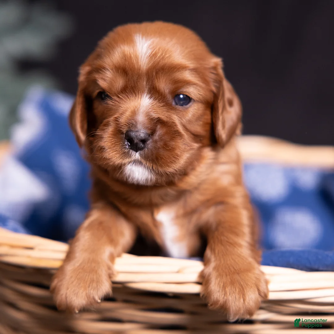 Cavalier King Charles Spaniel dogs for sale: Tyson - Ad 1