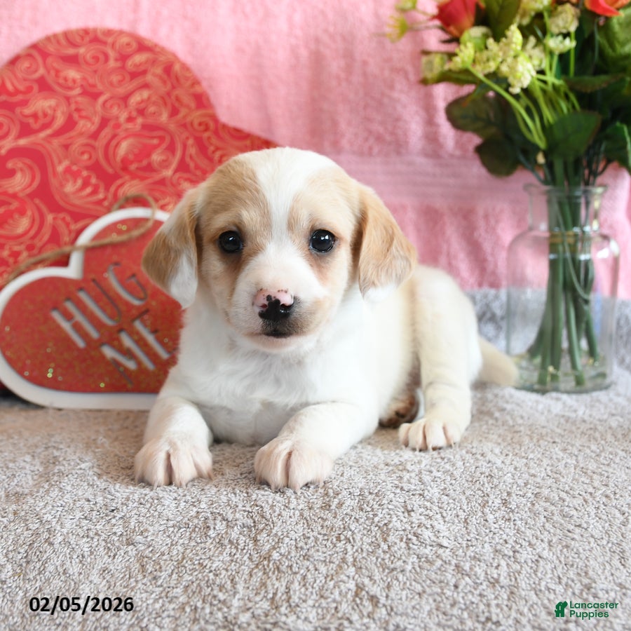 Mixed Breed dogs Cannoli - Ad 27