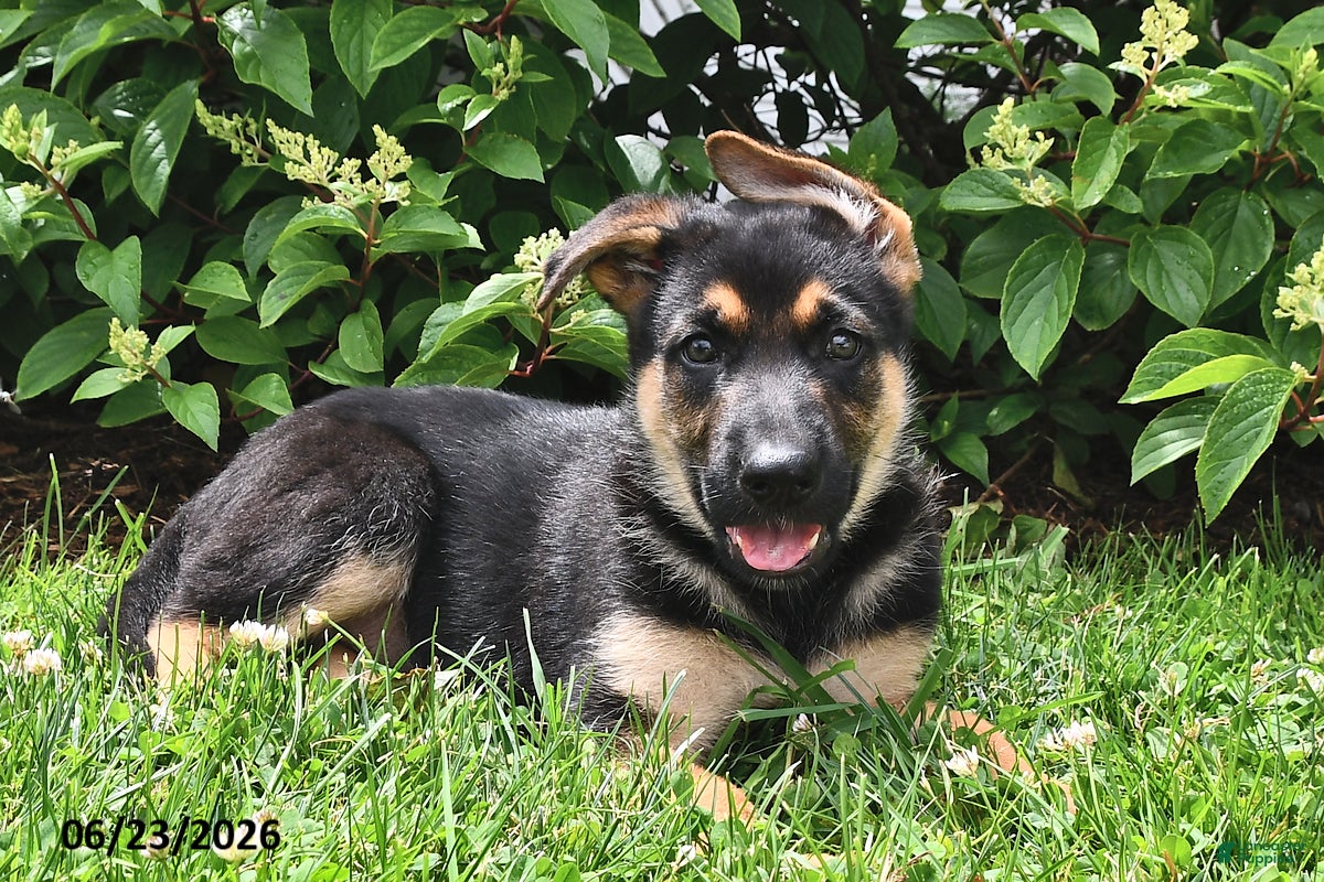 German Shepherd dogs Prince   - Ad 1