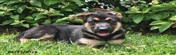 German Shepherd dogs for sale: Prince   - Ad 1