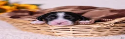 Cavalier King Charles Spaniel dogs for sale: Buck - Ad 4