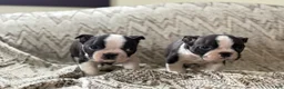 Boston Terrier dogs for sale: Travis - Ad 14