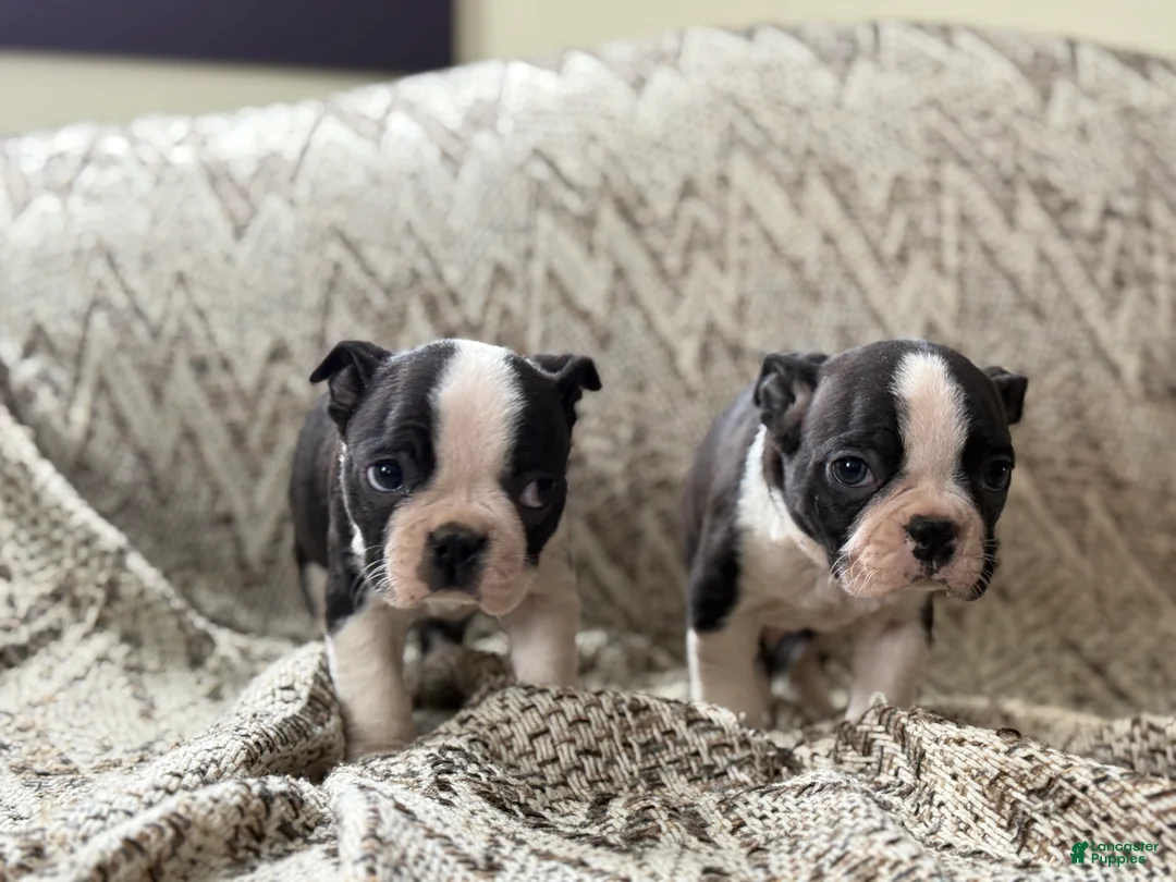 Boston Terrier dogs for sale: Travis - Ad 14