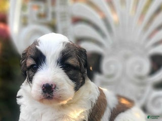 Saint Berdoodles dogs - Ad 30