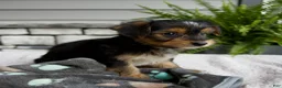 Morkie dogs for sale: Wendy - Ad 5