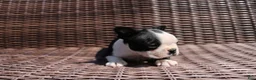 Boston Terrier dogs for sale: Carly - Ad 4