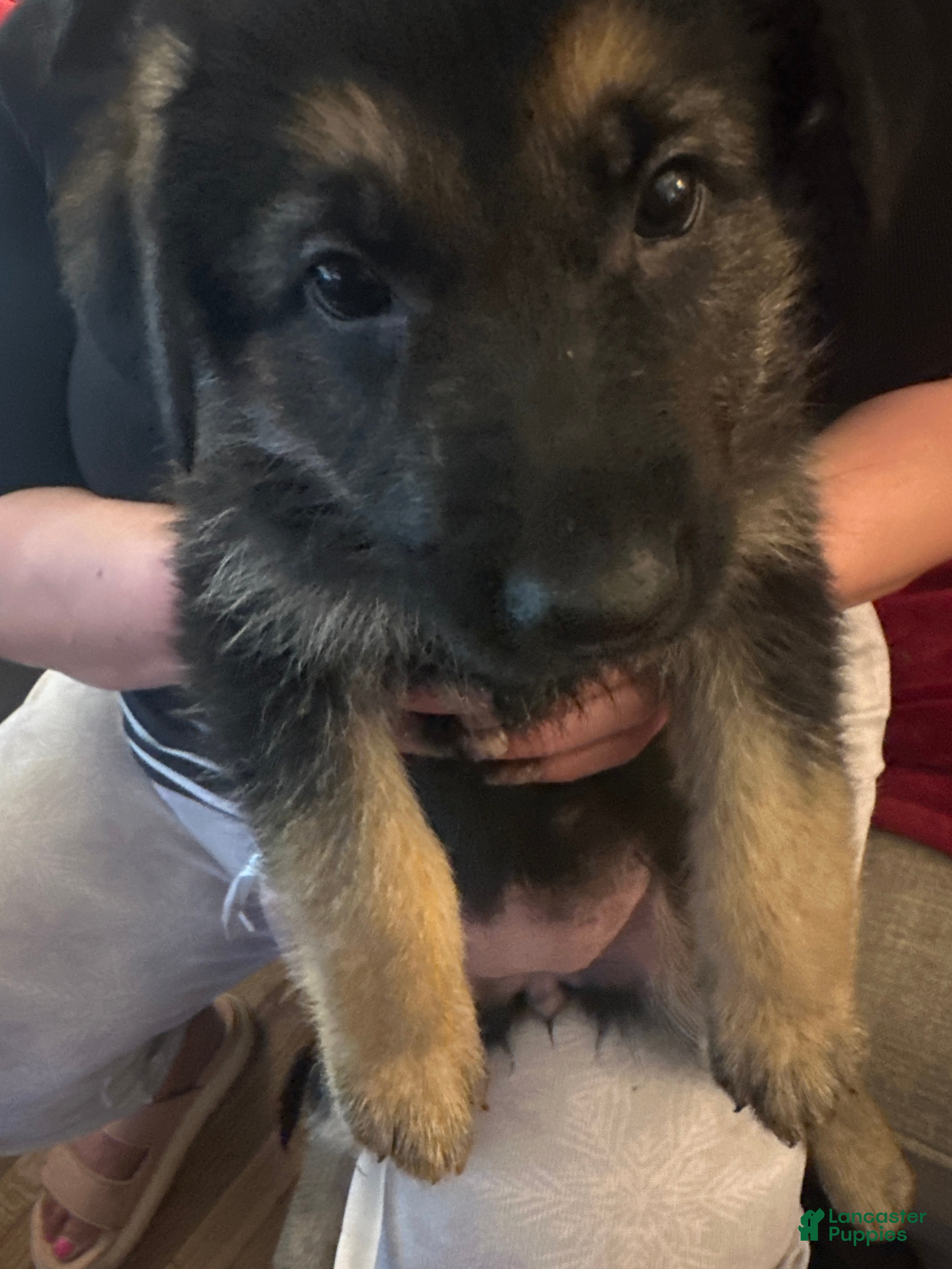 German Shepherd dogs German Shepherd 2 - Ad 32